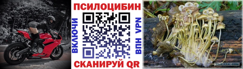 Галлюциногенные грибы Psilocybine cubensis  кракен сайт  Михайловск 